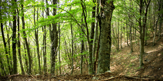 ASTA PUBBLICA PER IL TAGLIO E LA VENDITA DEL MATERIALE LEGNOSO RICAVABILE DAL BOSCO D’ALTO FUSTO DI FAGGIO DI PROPRIETA’ DEL COMUNE DI NOVI VELIA (SA) – SCADENZA 11.09.2022