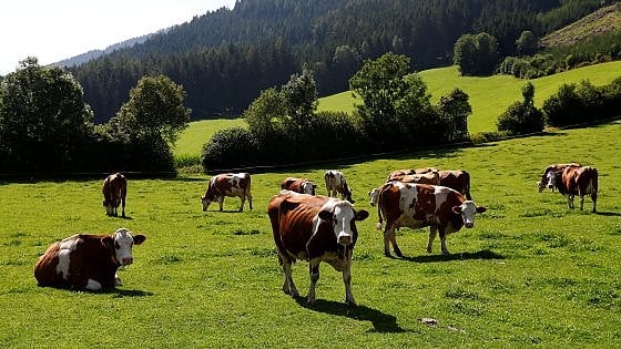 BANDO PER LA CONCESSIONE DELLA “FIDA PASCOLO” ANNO 2024